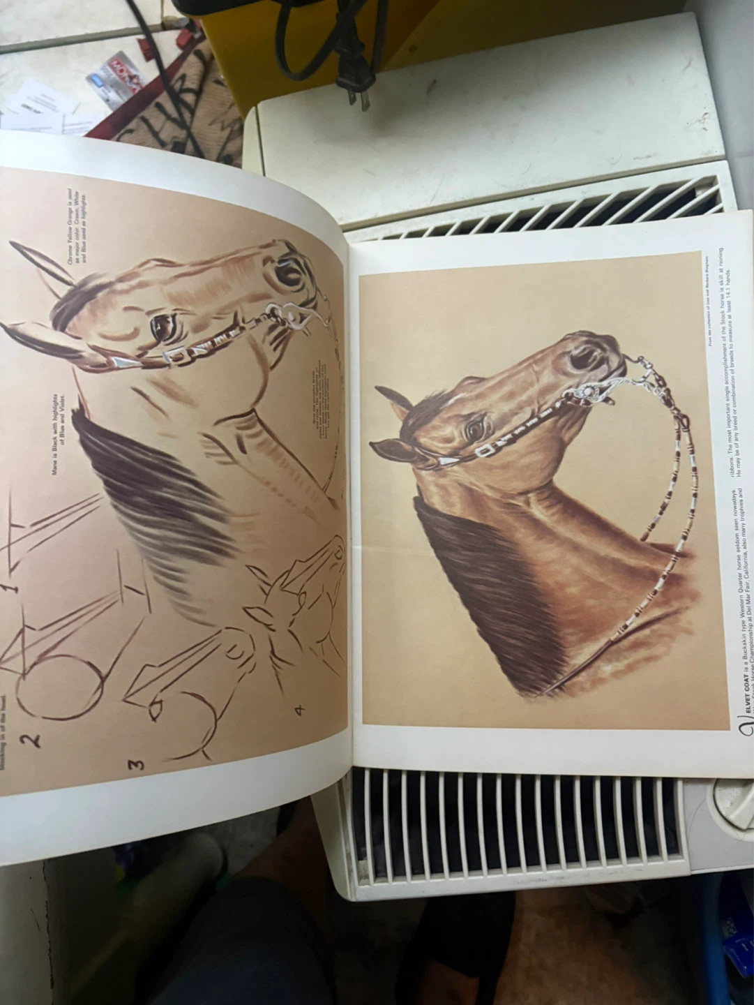 Horses' Heads in Oils and Pastels Art Book by Don Schwartz - photo 4