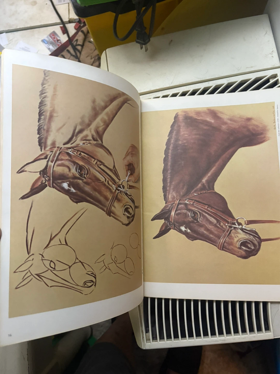 Horses' Heads in Oils and Pastels Art Book by Don Schwartz - photo 3