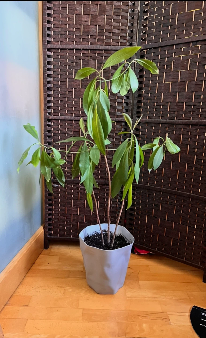 39” Fiddle Leaf Fig Plant in Pot