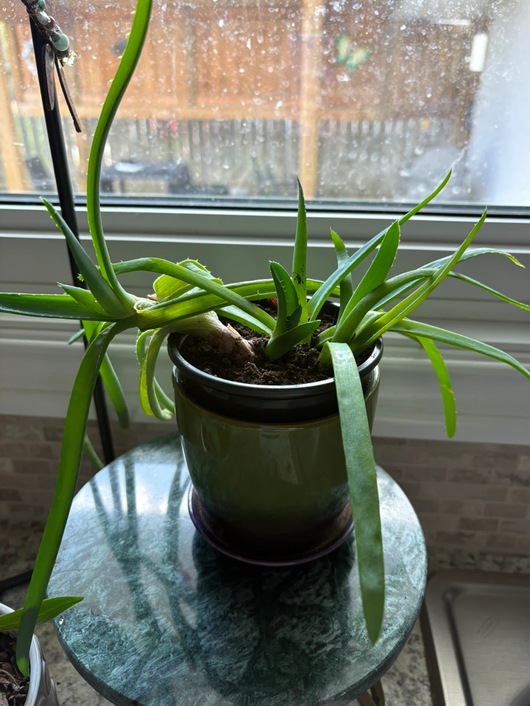Aloe Vera Plant