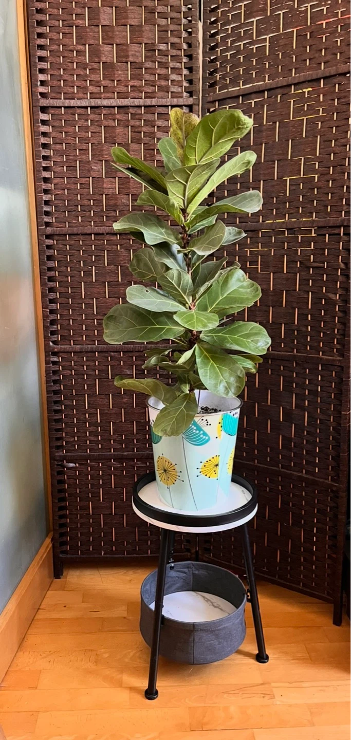 34” Fiddle Leaf Plant in Decorative Pot - photo 3