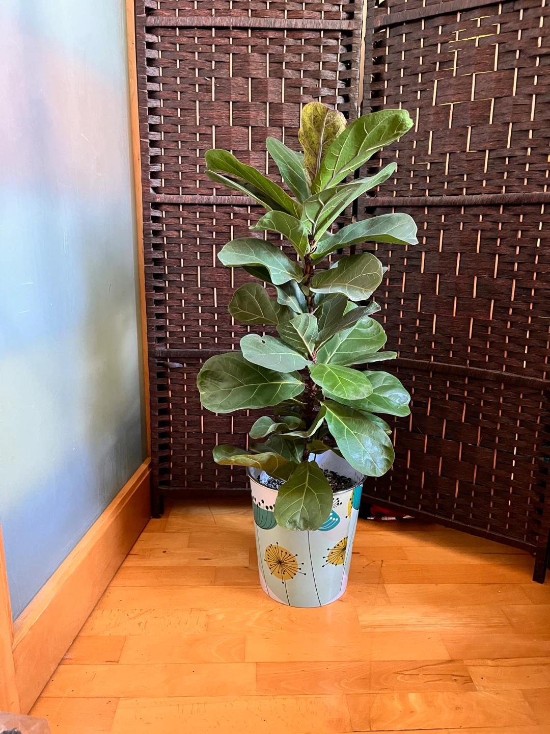 34” Fiddle Leaf Plant in Decorative Pot