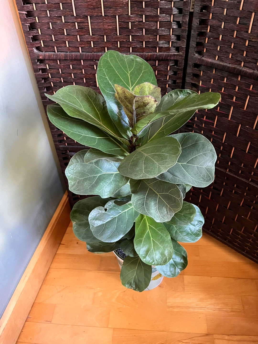 34” Fiddle Leaf Plant in Decorative Pot - photo 2