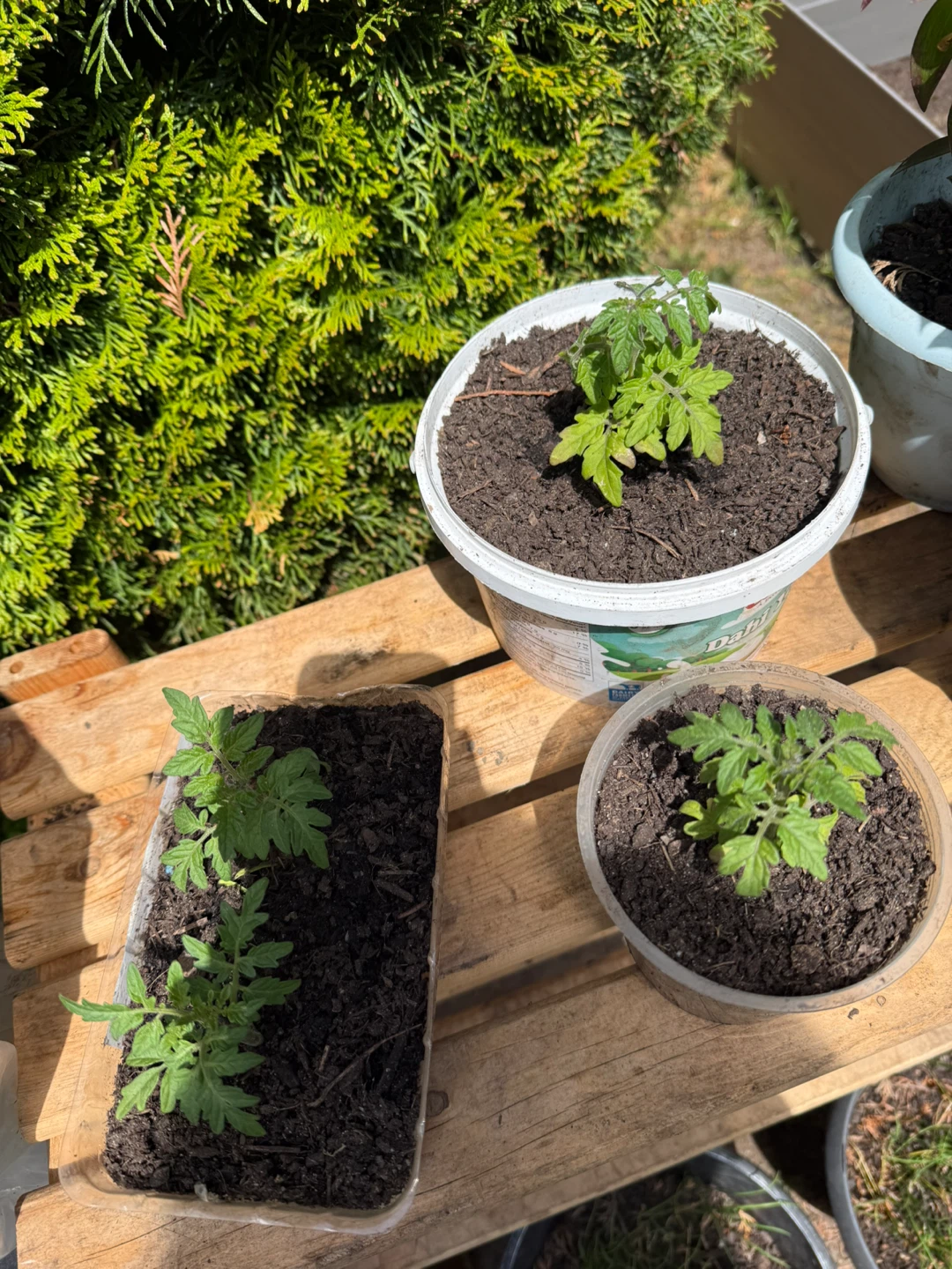 Buttercup pumpkin, Winter melon, Dwarf Tomato - photo 2