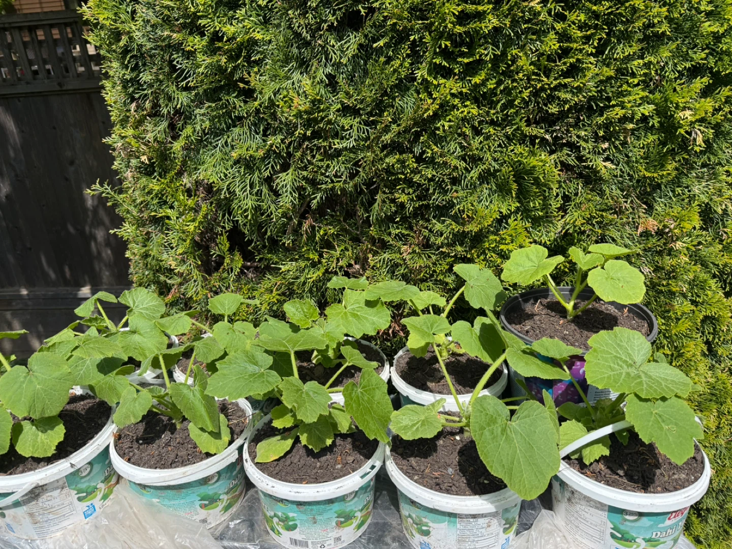 Buttercup pumpkin, Winter melon, Dwarf Tomato