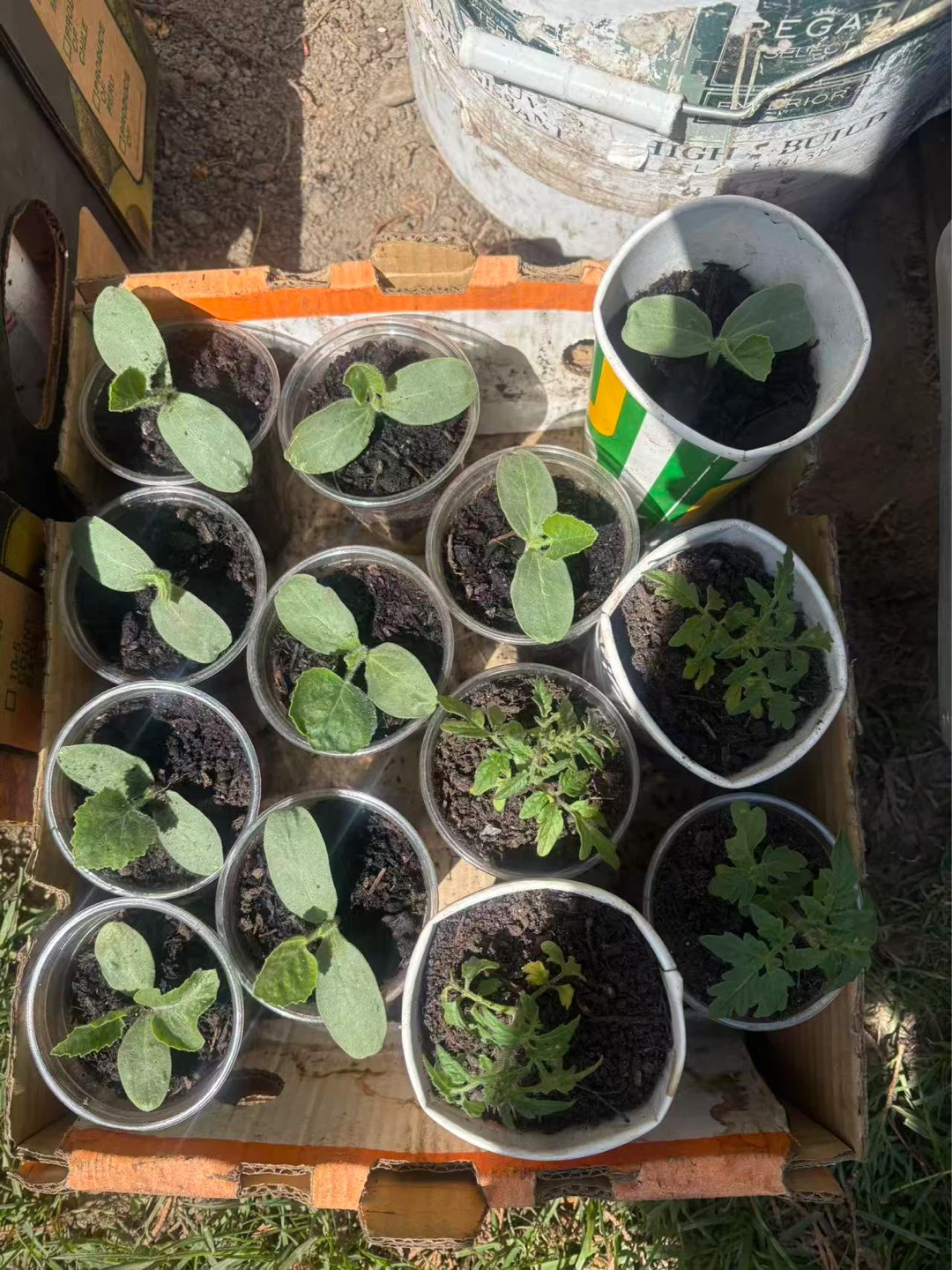 Buttercup pumpkin, Winter melon, Dwarf Tomato - photo 3