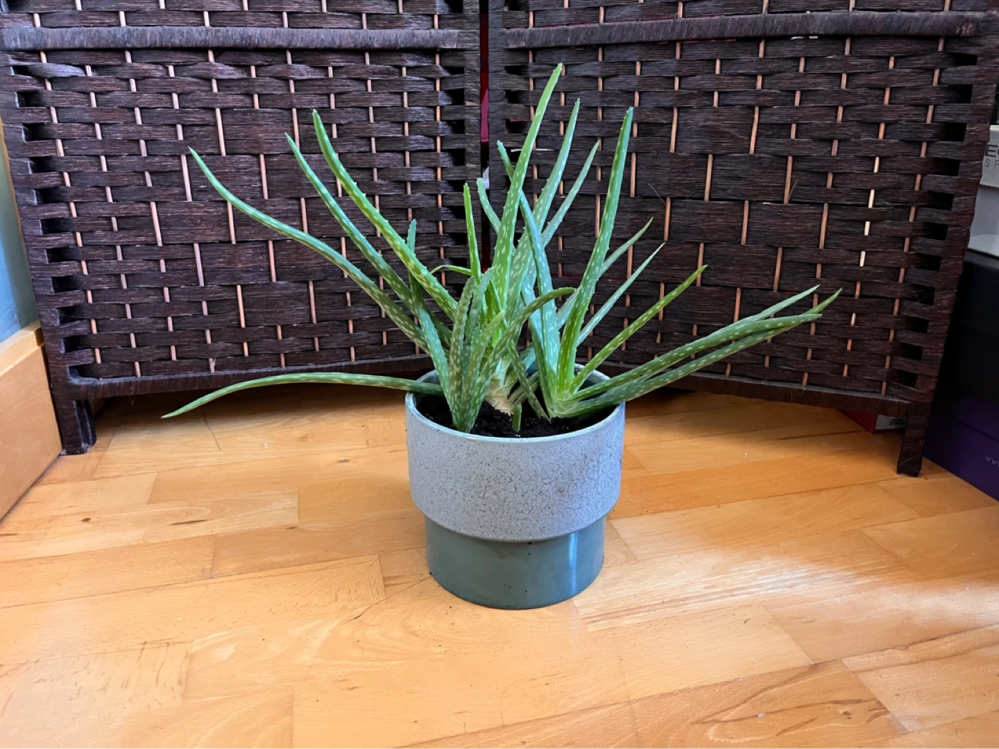 Aloe Vera Plant in Ceramic Pot