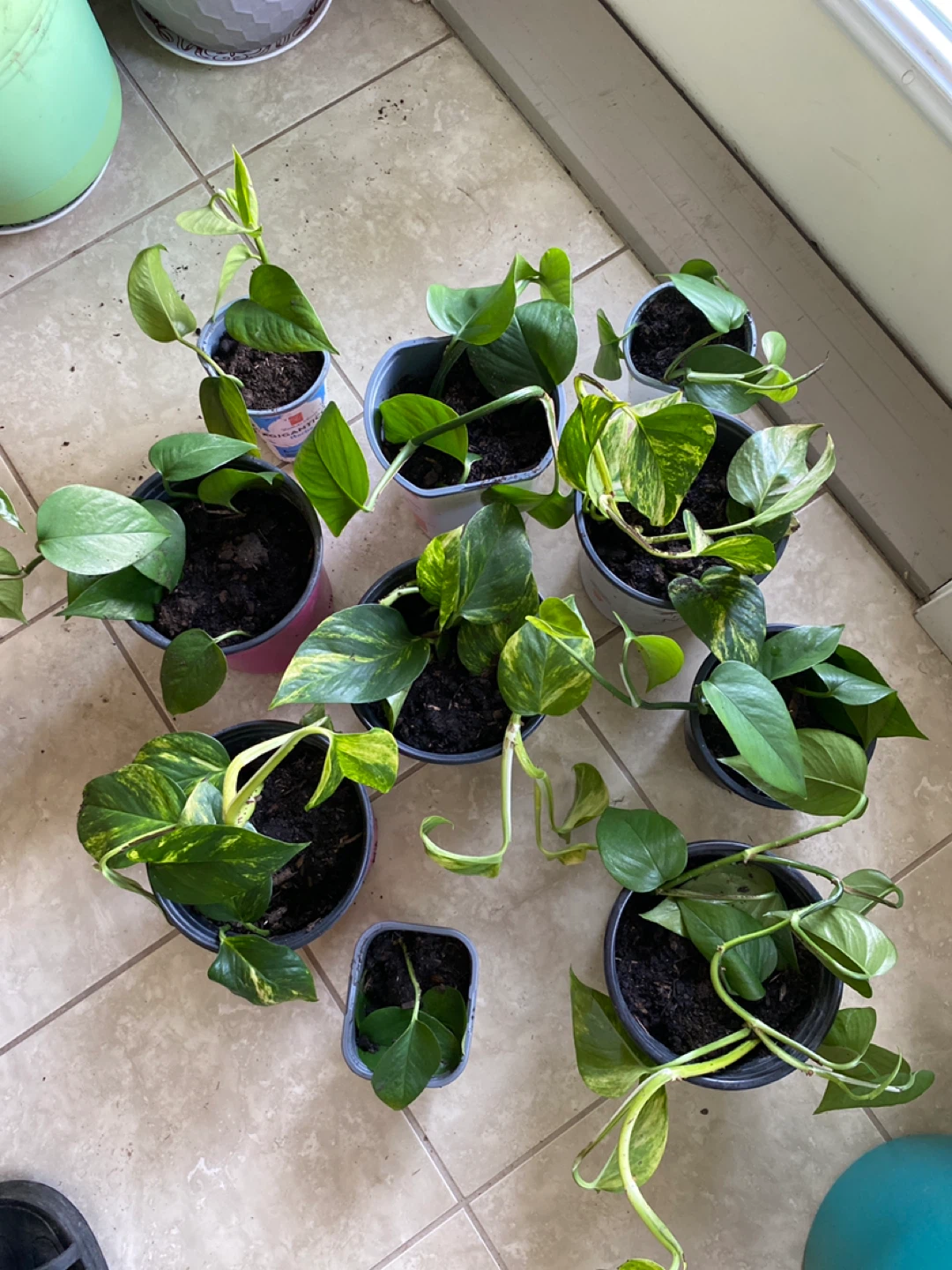 Pothas plant cutting