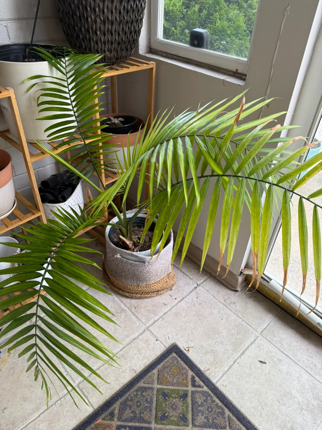 Large Areca Palm Plant