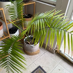 Large Areca Palm Plant