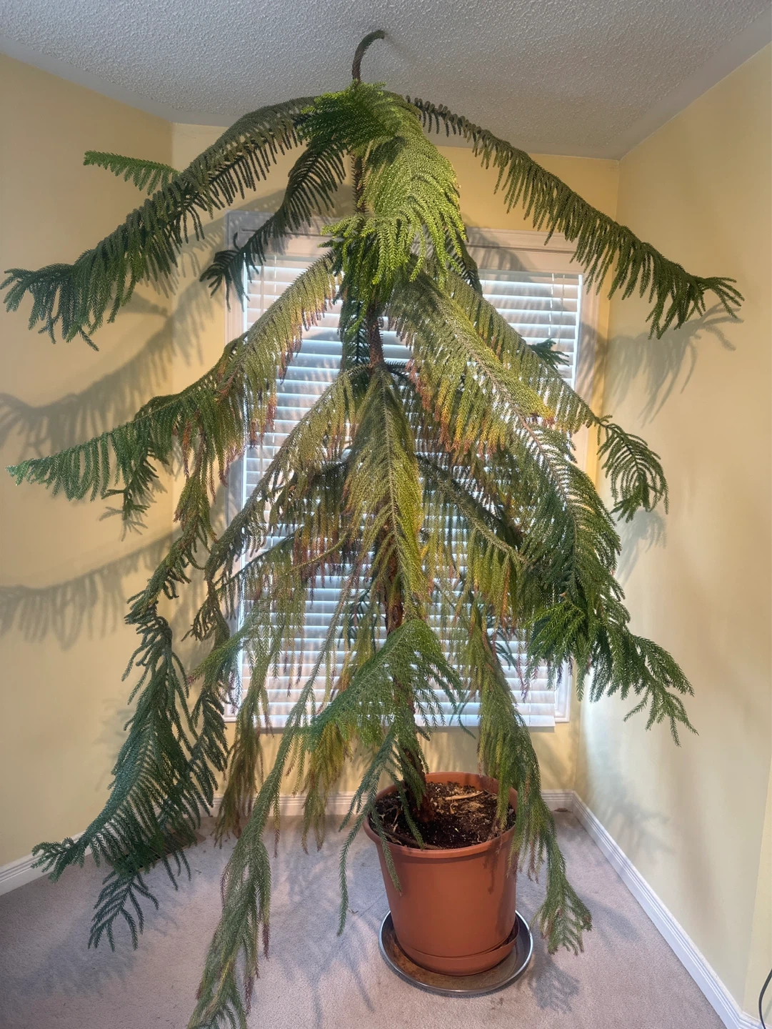 Large Norfolk Island Pine Tree