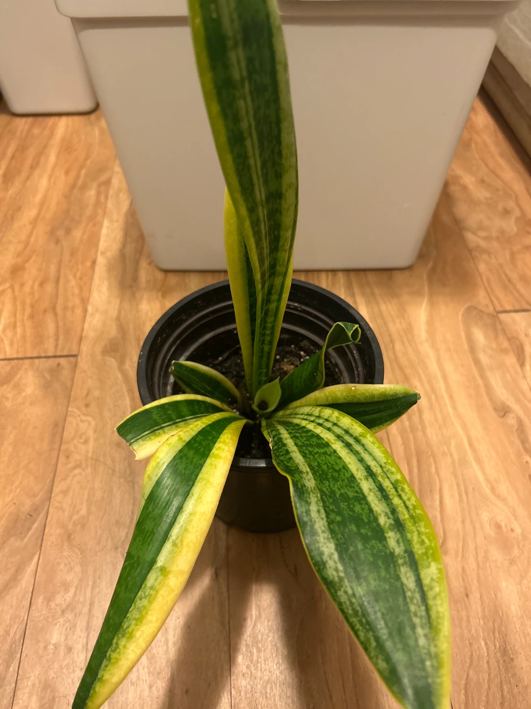 Snake Plant (Sansevieria)