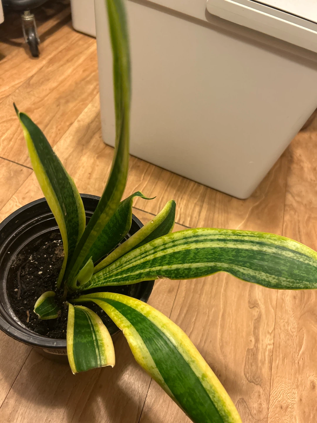 Snake Plant (Sansevieria) - photo 2