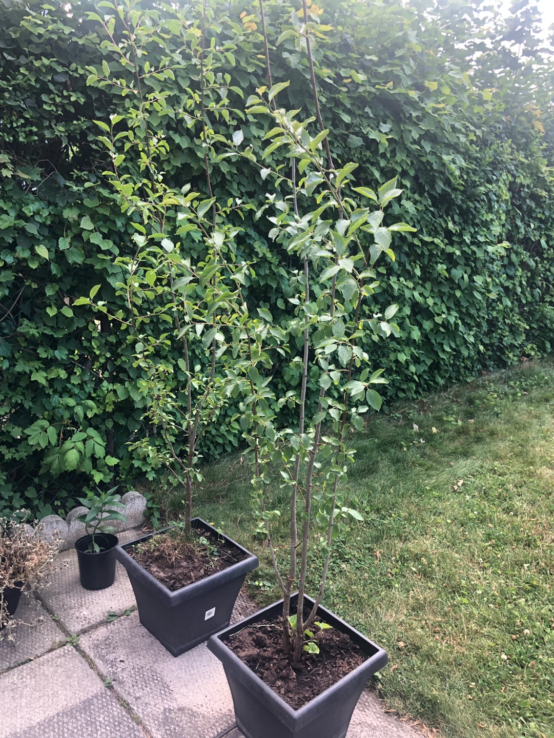 ITALIAN PLUM TREES  (see description) - photo 2