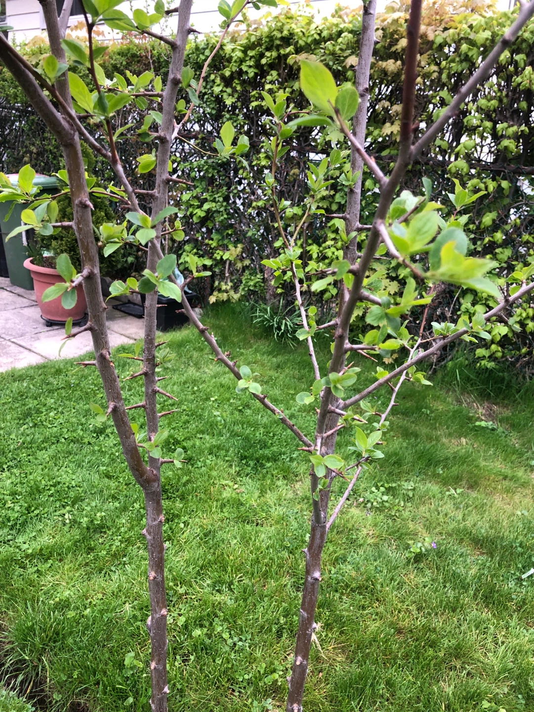 ITALIAN PLUM TREES  (see description) - photo 5