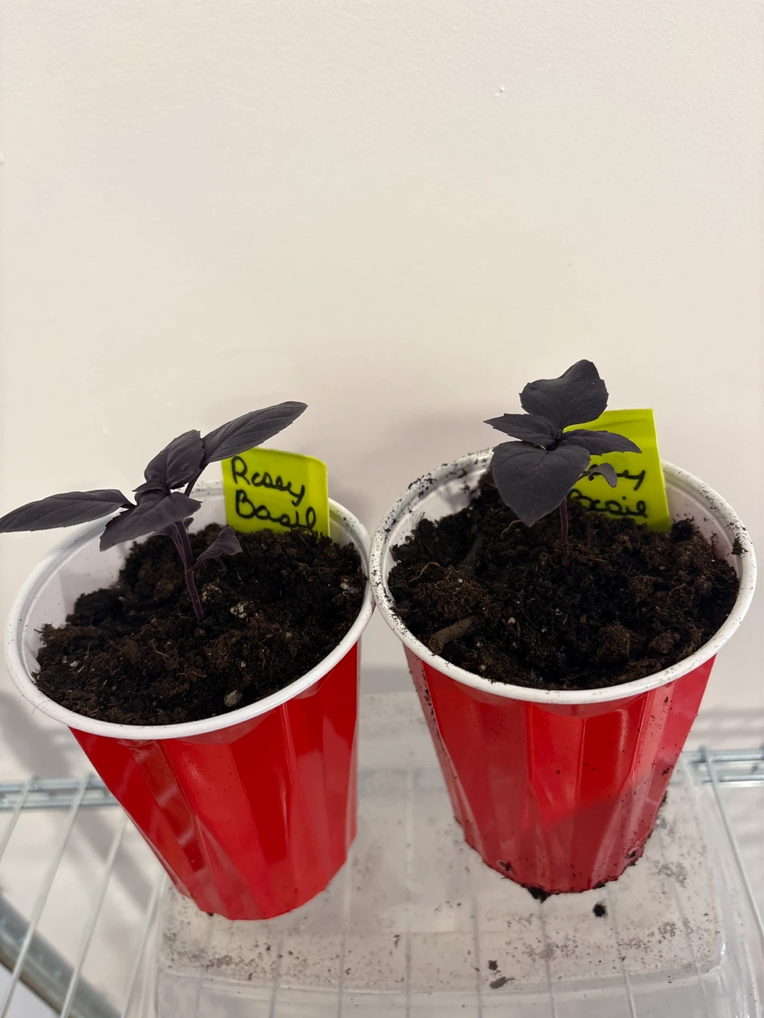 Purple Basil seedling
