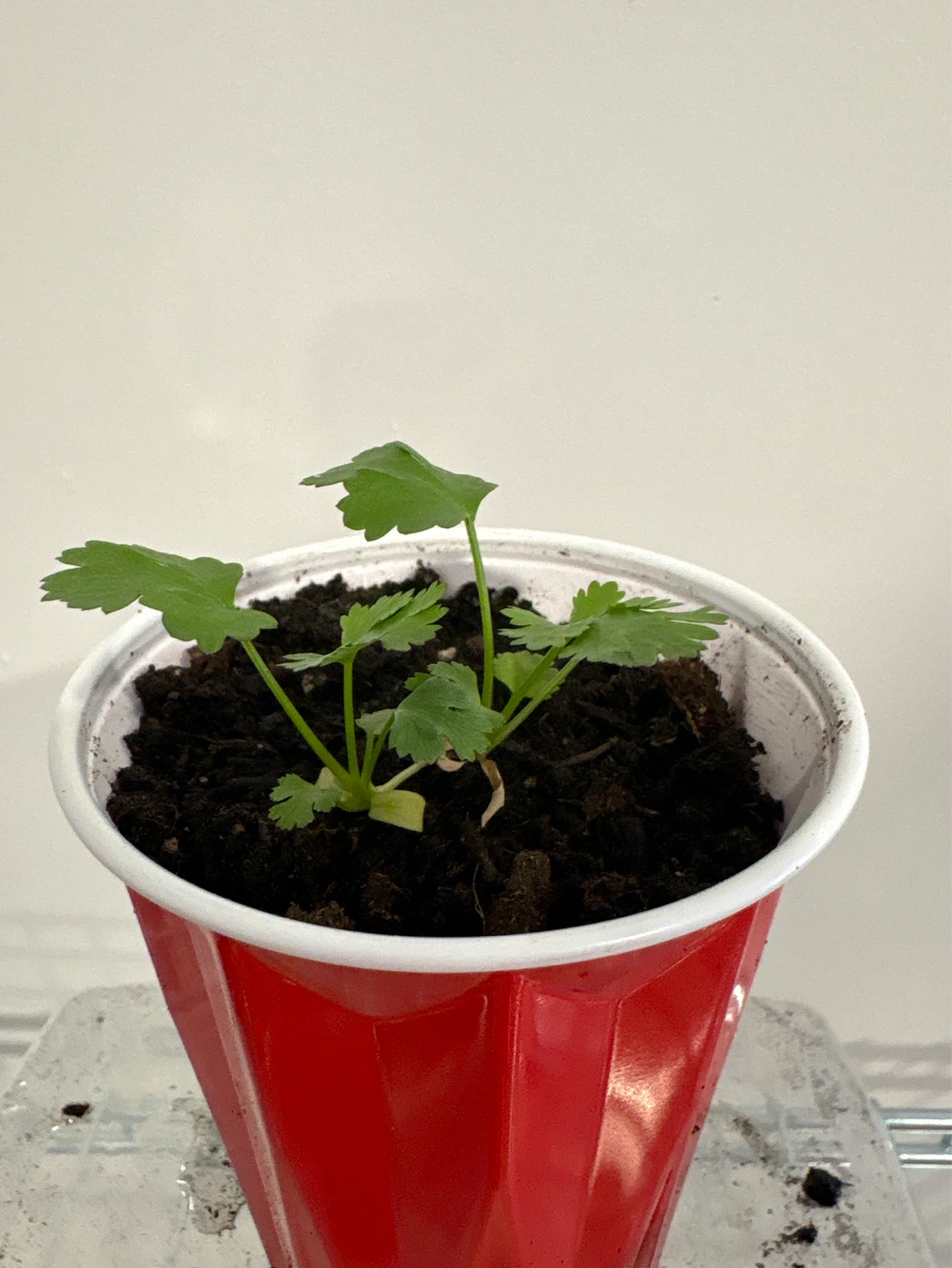 Cilantro Seedling
