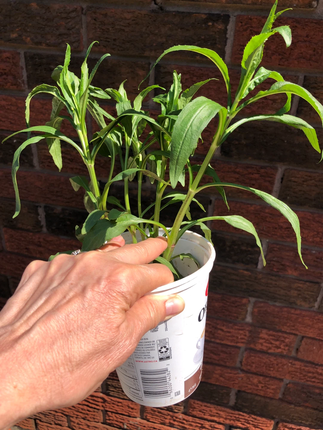 2 Pink Obidience,  Perennial flower plants - photo 2