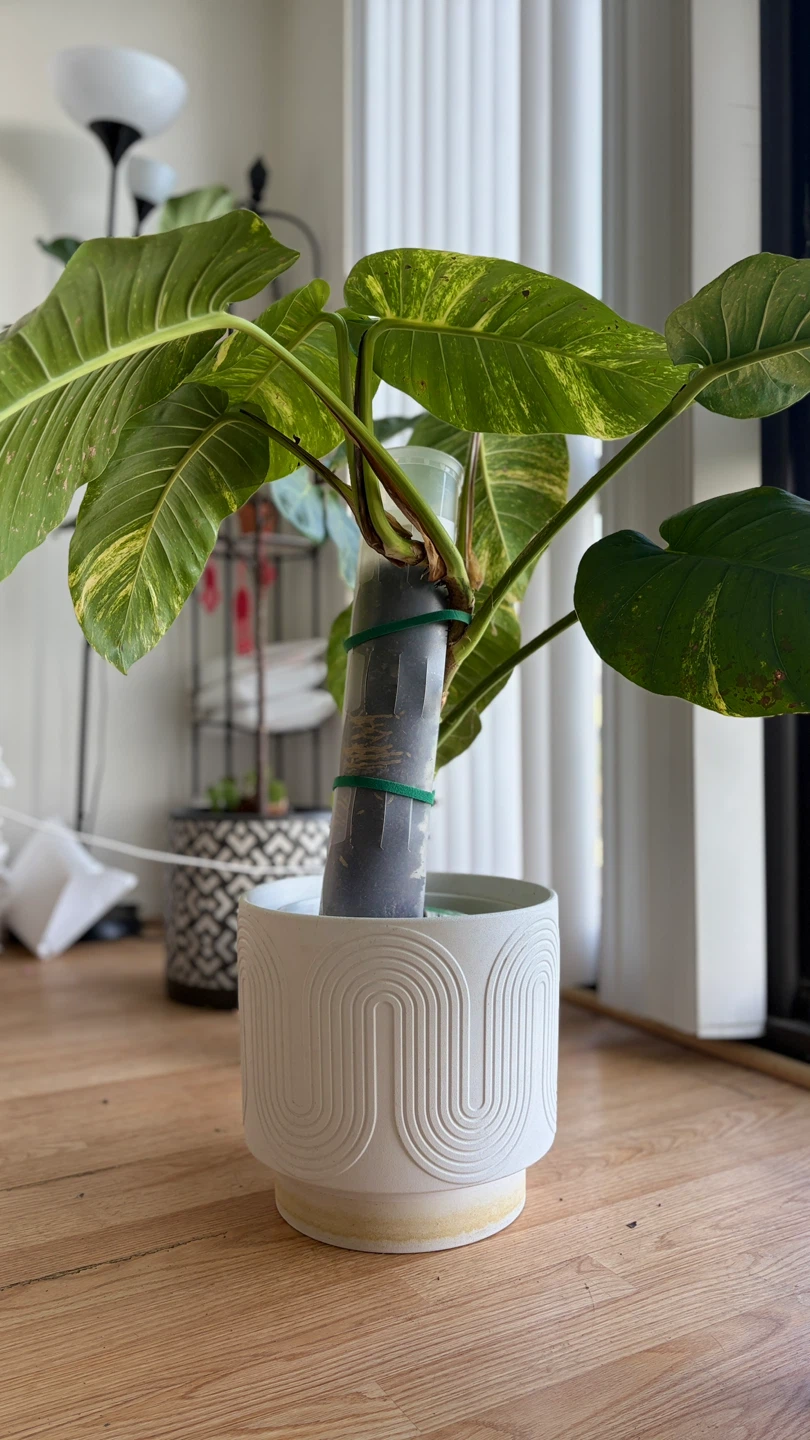 Large Pothos Plant in Decorative White Pot - photo 3