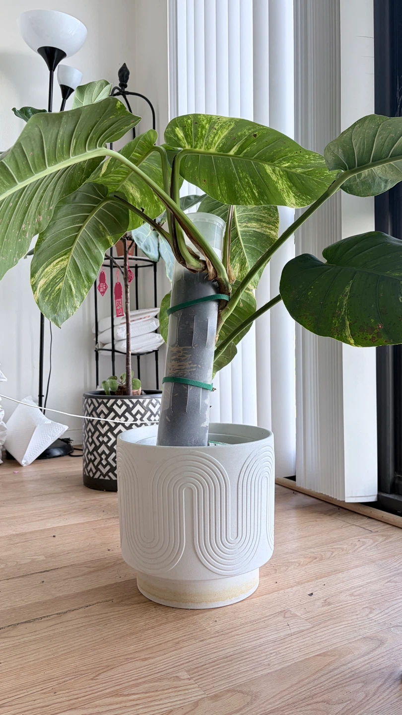 Large Pothos Plant in Decorative White Pot - photo 2