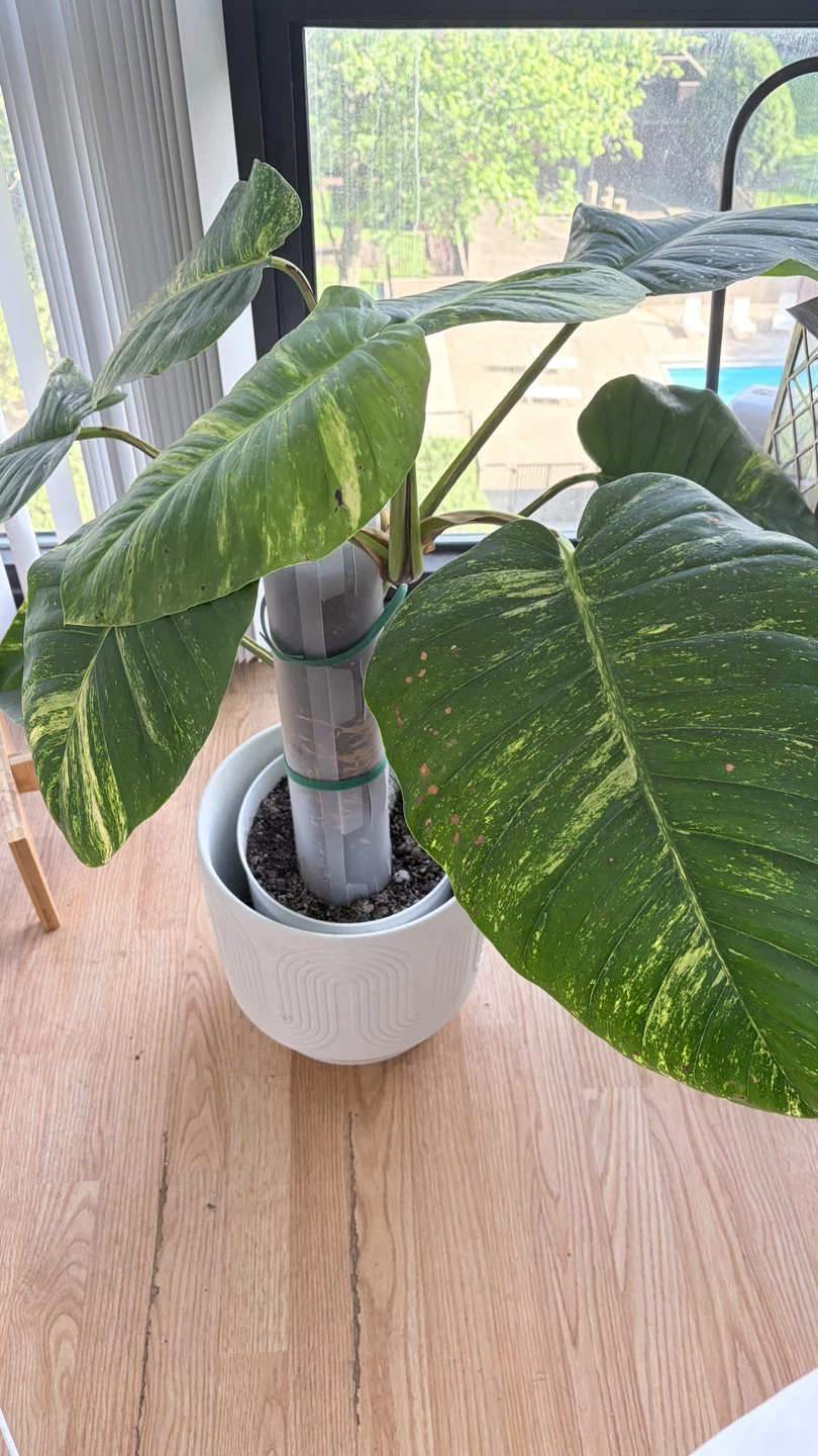 Large Pothos Plant in Decorative White Pot - photo 4