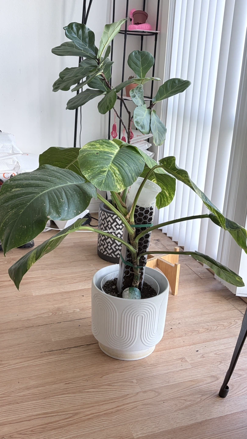 Large Pothos Plant in Decorative White Pot