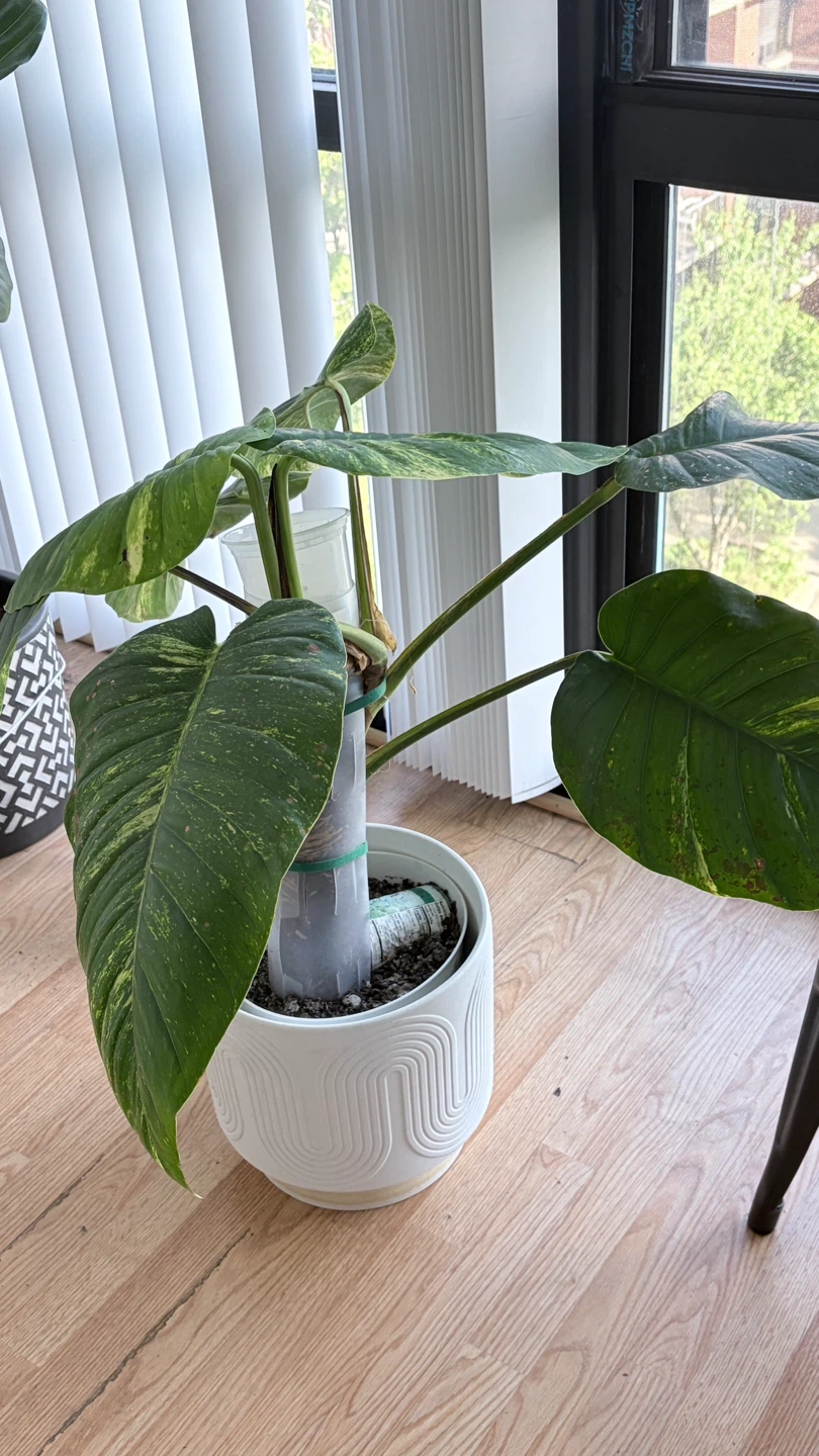 Large Pothos Plant in Decorative White Pot - photo 5