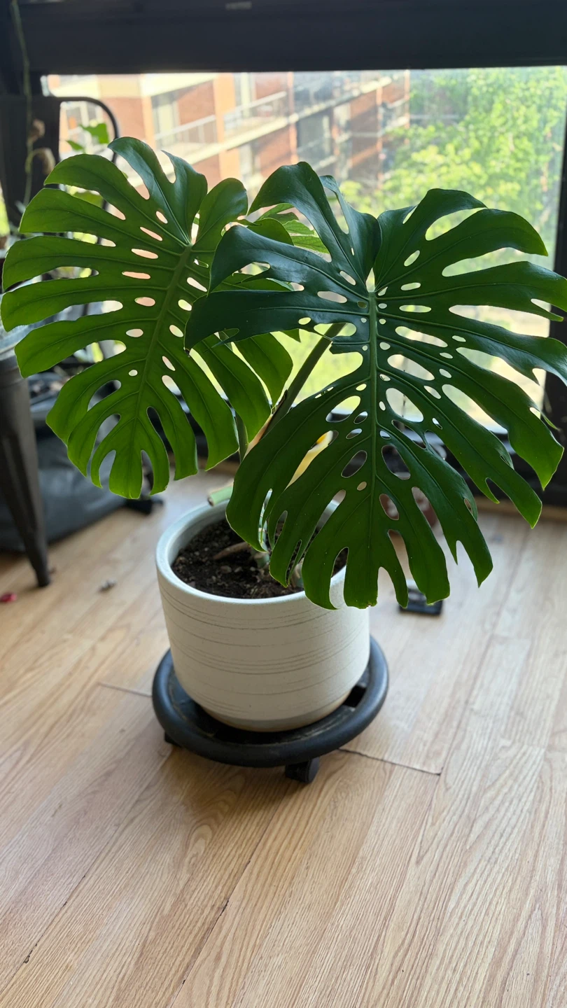 Monstera Deliciosa Houseplant