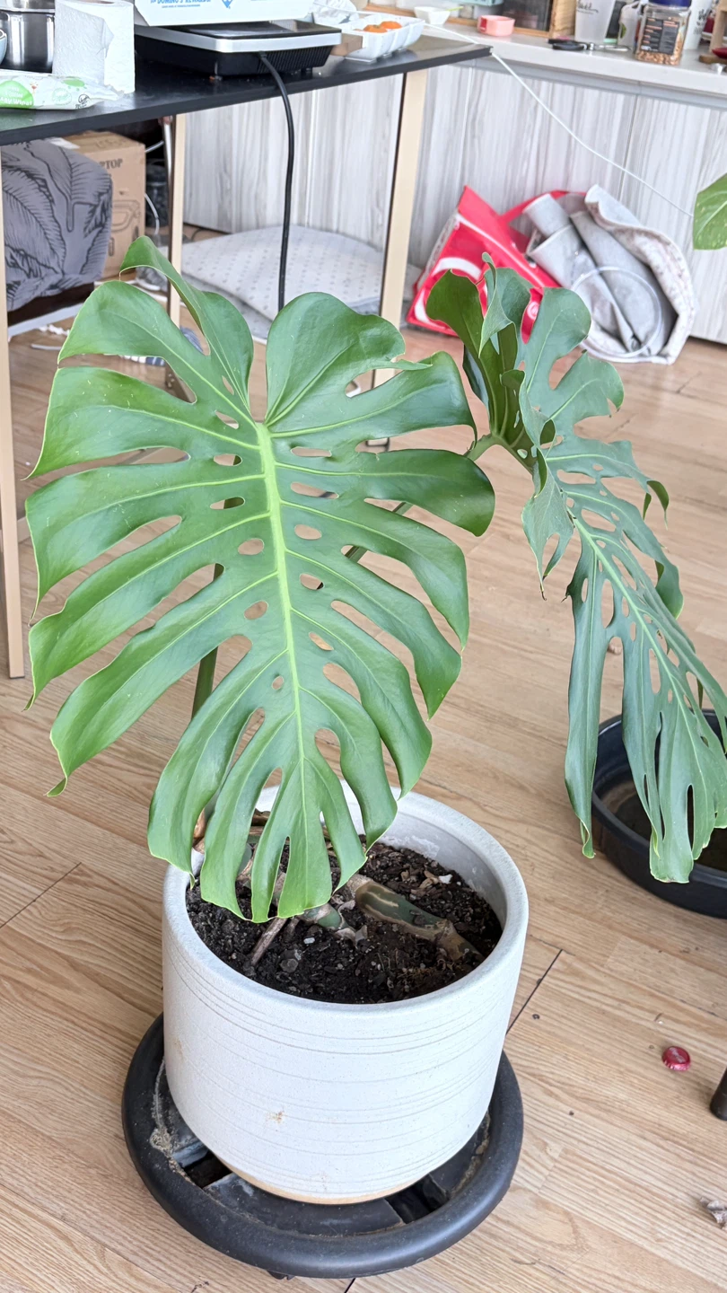 Monstera Deliciosa Houseplant - photo 3