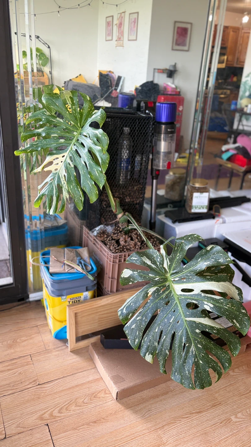 Monstera Albo Variegated Plant