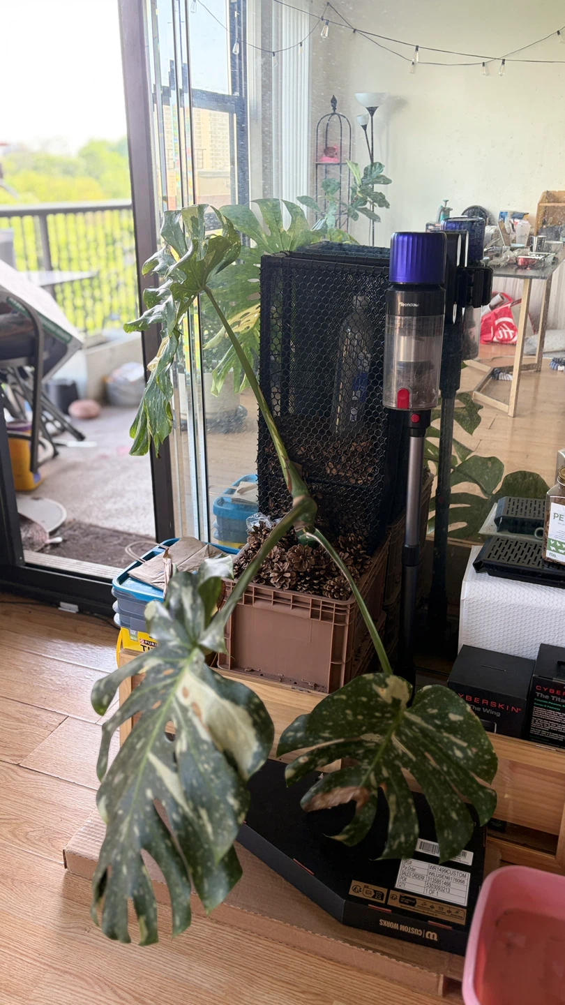 Monstera Albo Variegated Plant - photo 2