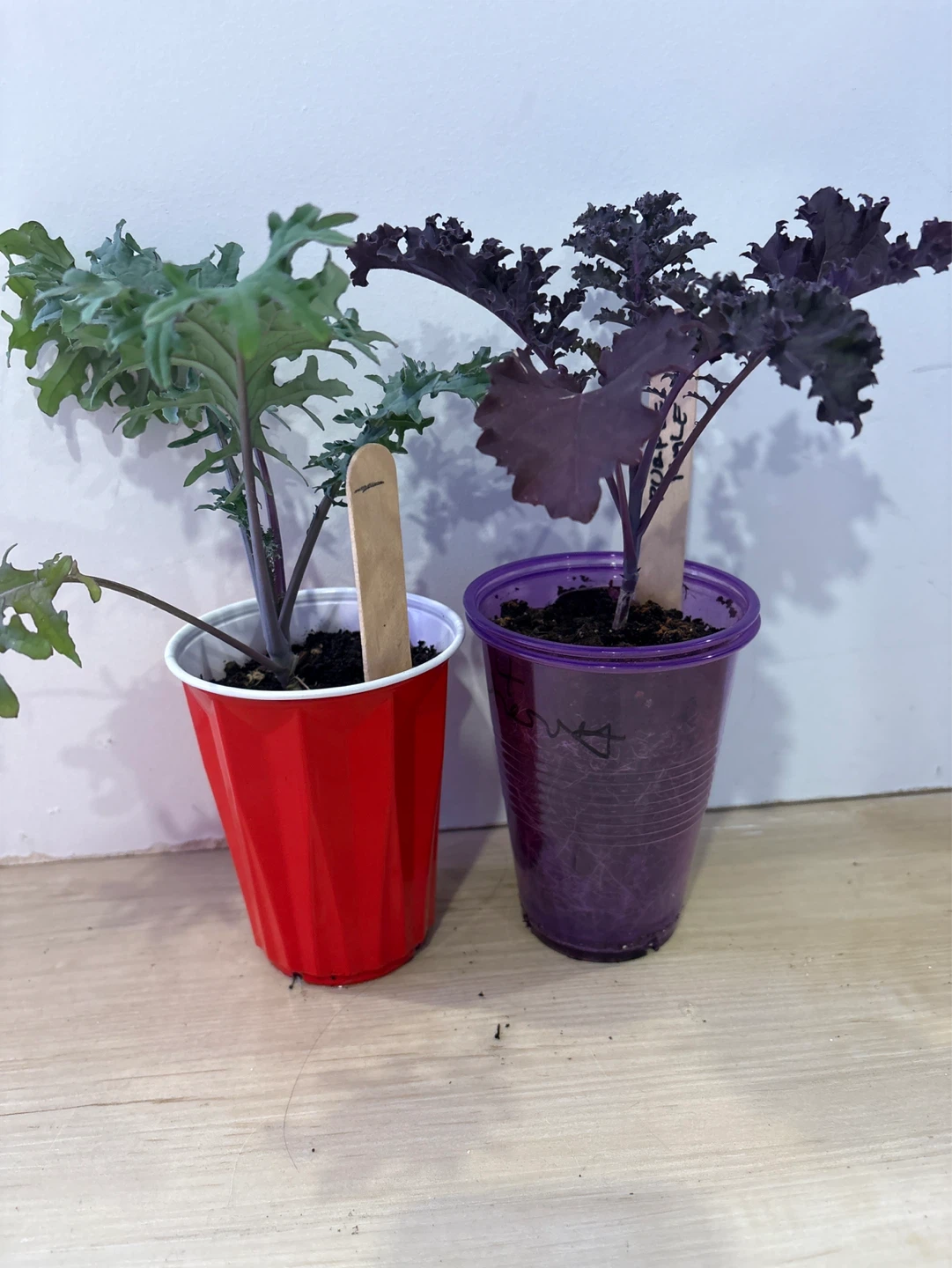 Purple Kale and Red Russian Kale Seedlings