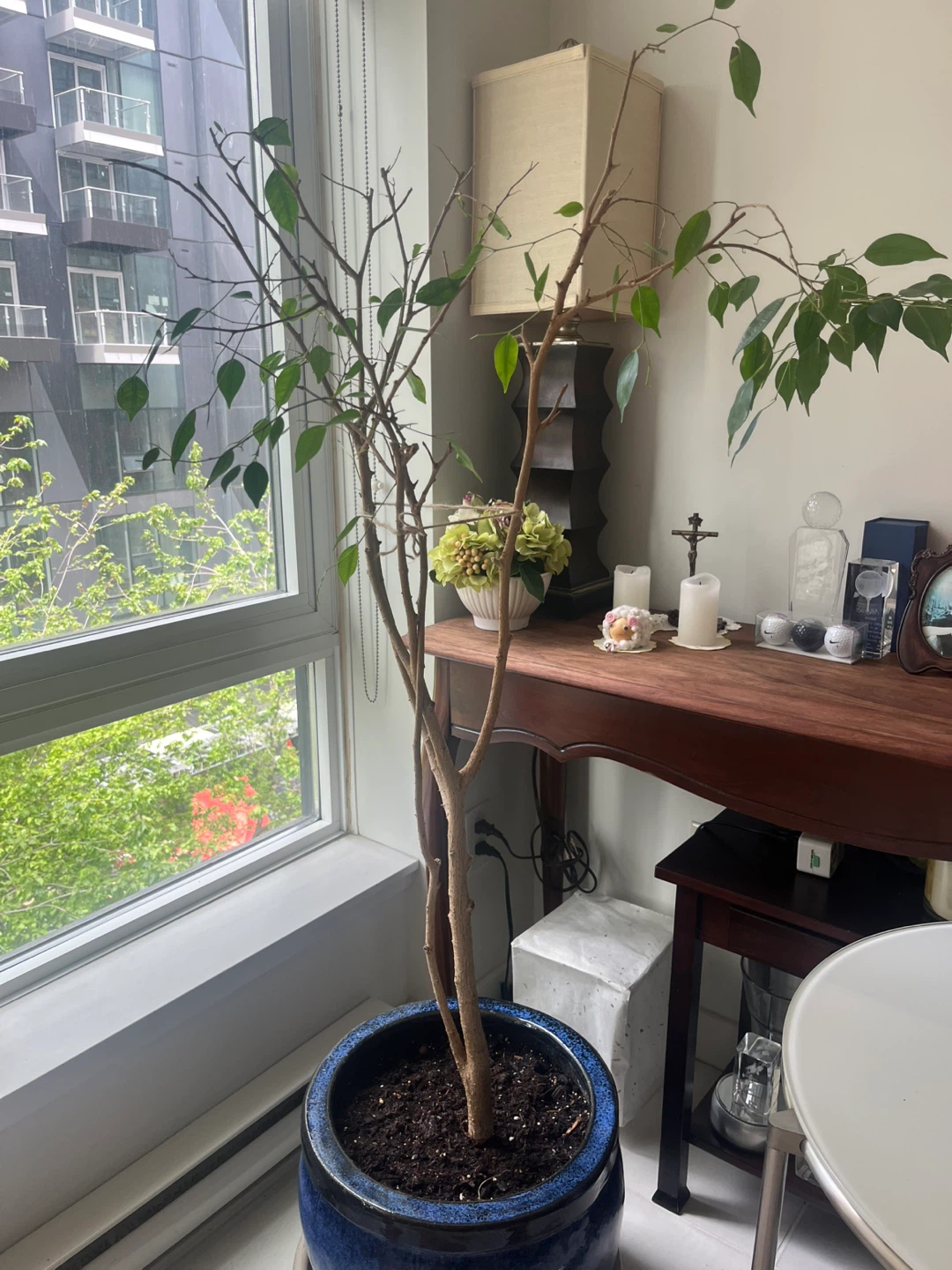 Tall Ficus Tree in Blue Pot