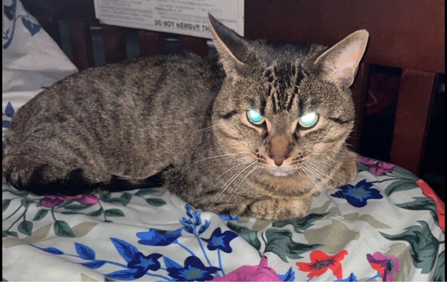 MISSING CAT - photo 3