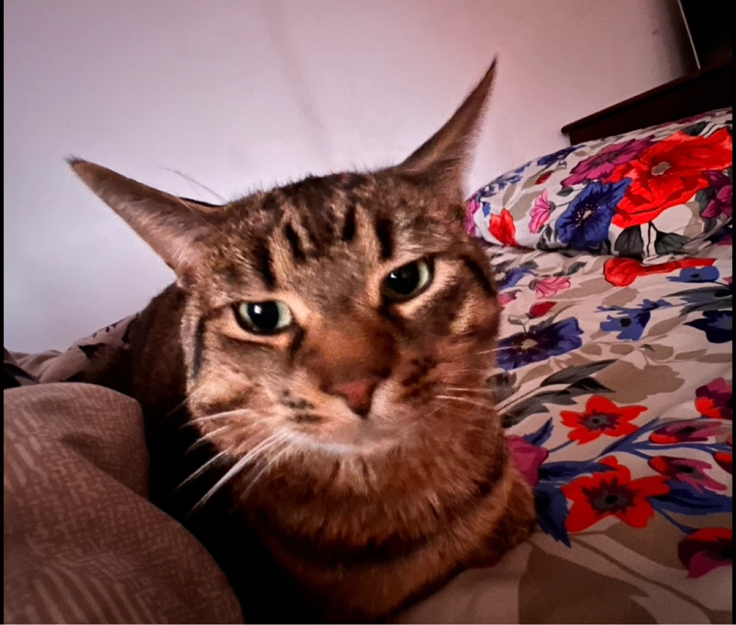 MISSING CAT - photo 4
