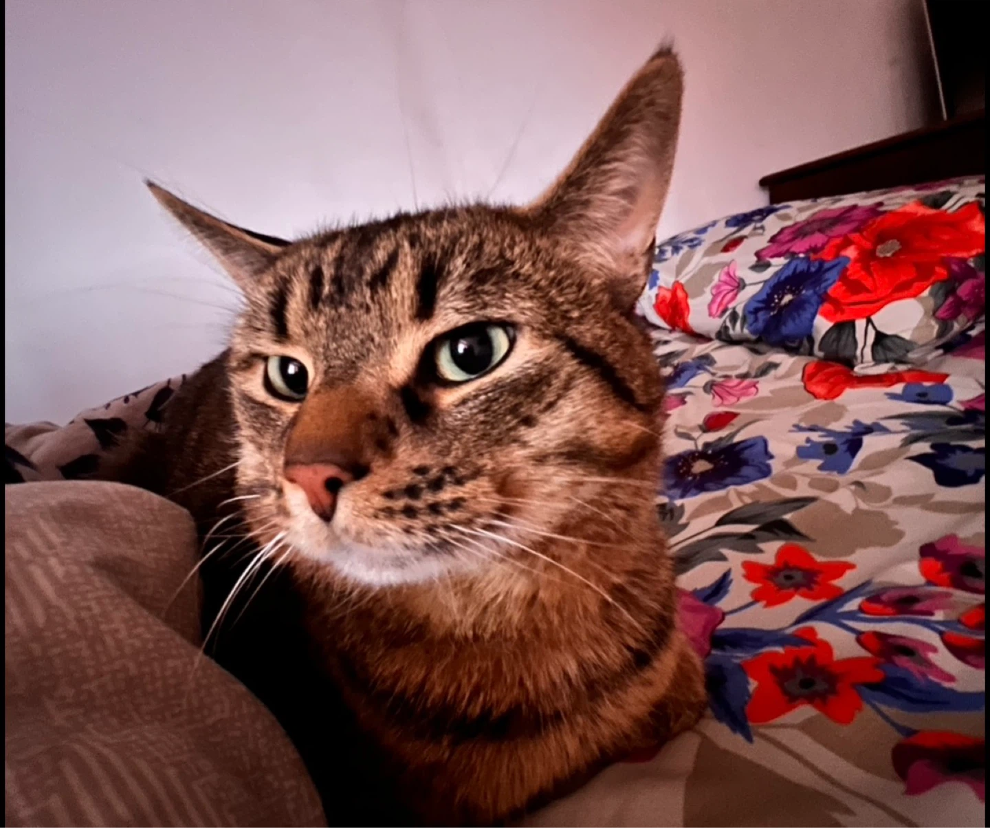 MISSING CAT - photo 5