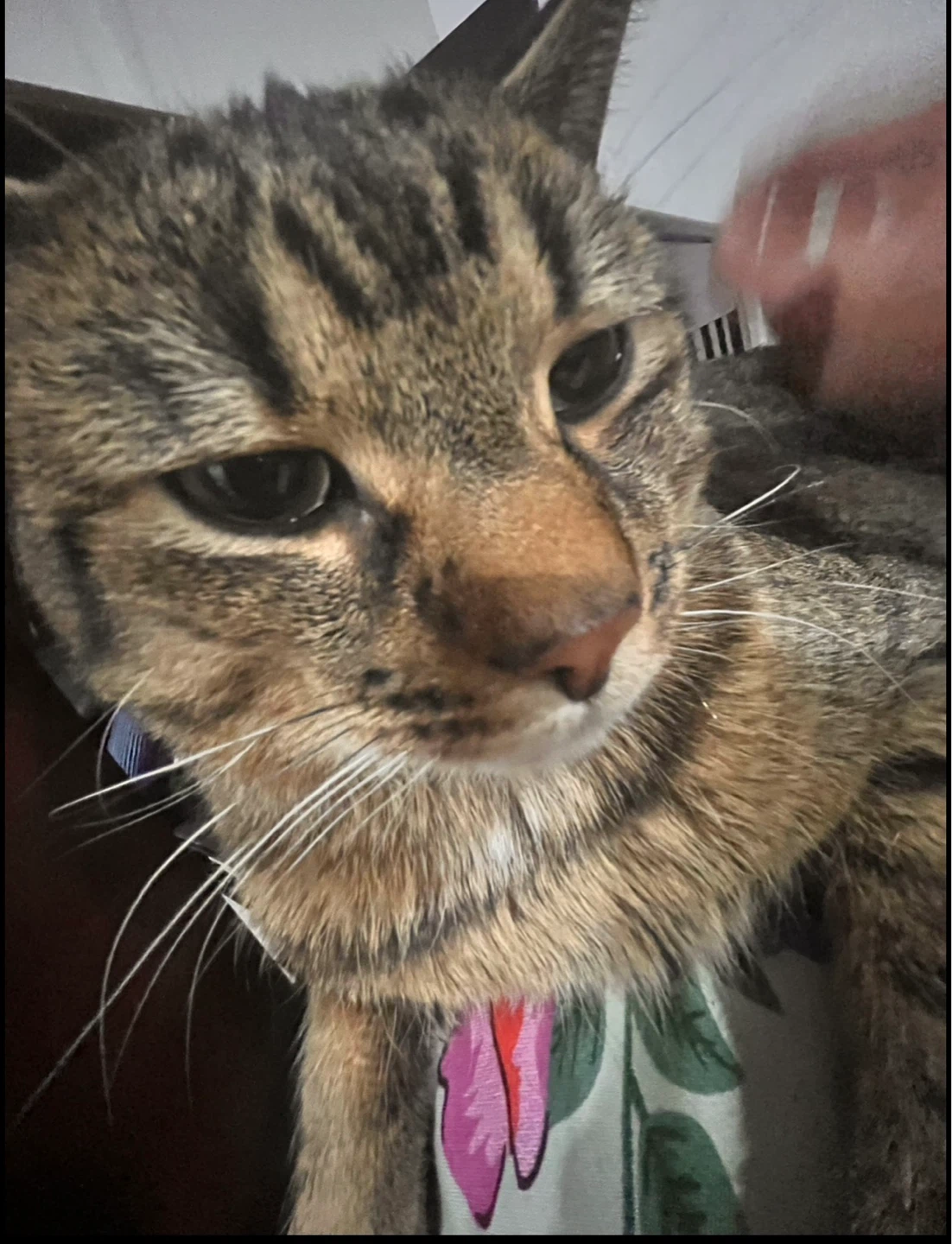 MISSING CAT - photo 2