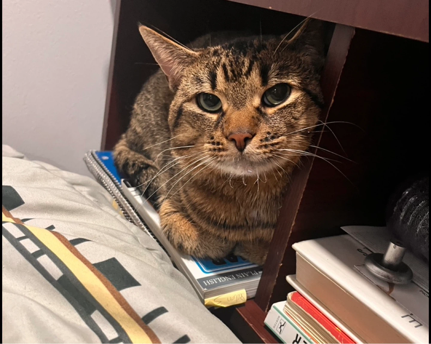 MISSING CAT