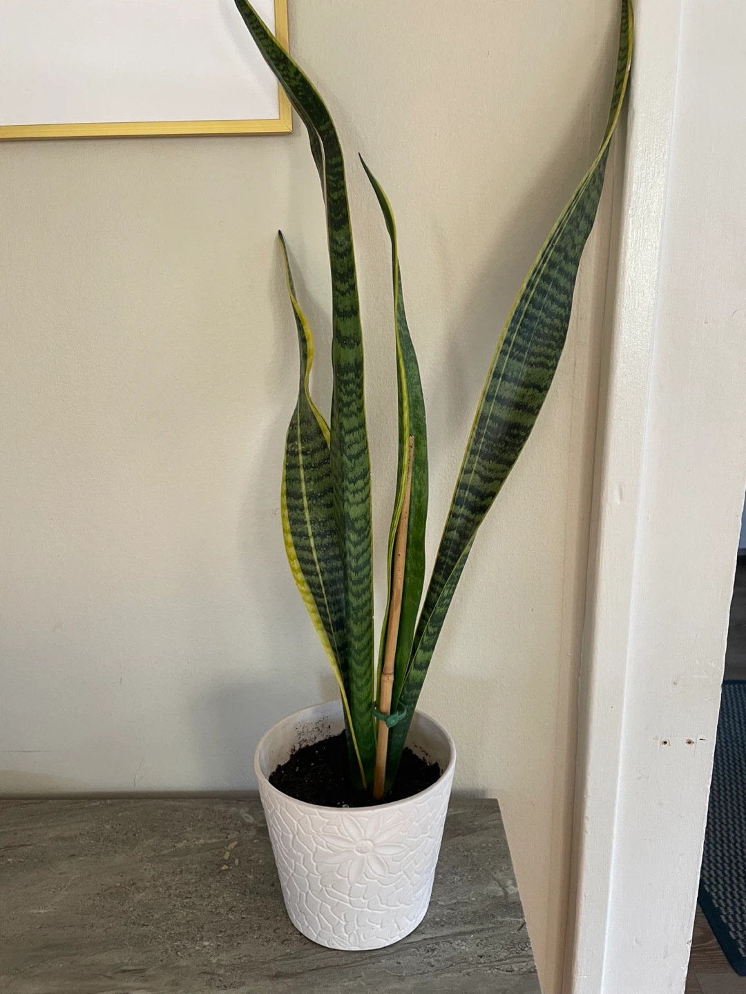 Snake Plant and White Pot