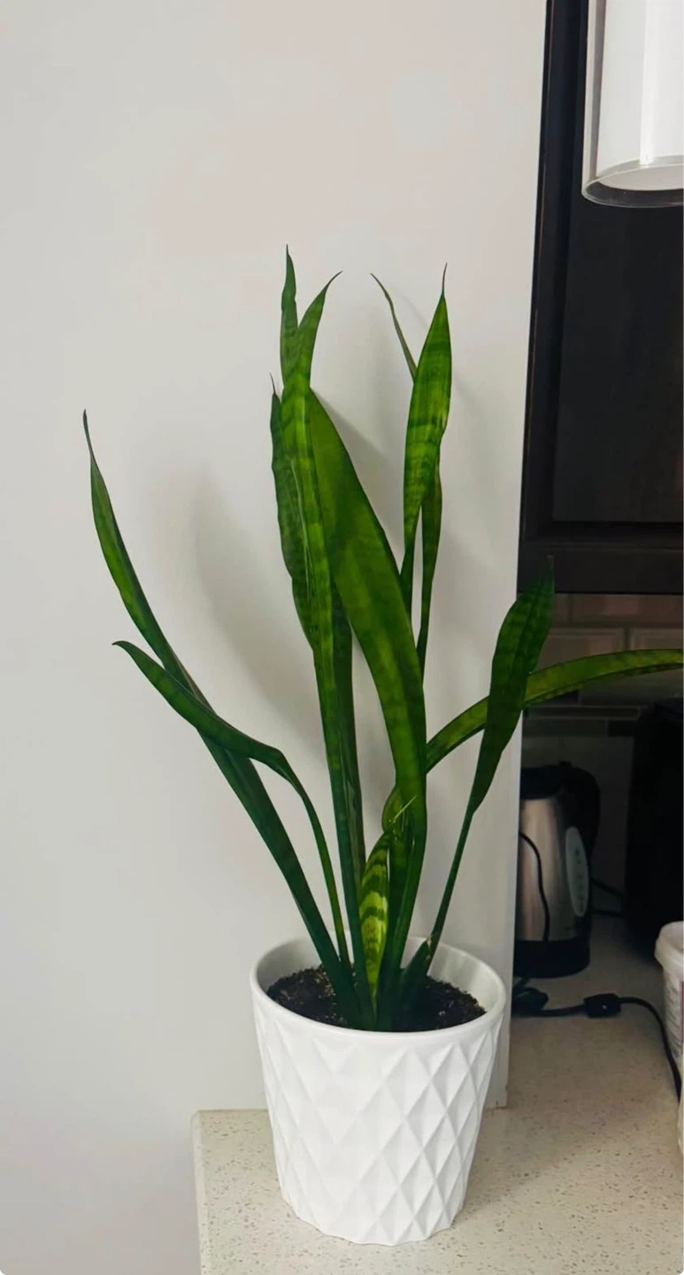 Snake Plant set of 2 with pots - photo 2