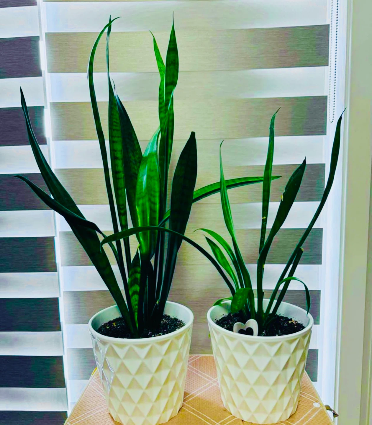 Snake Plant set of 2 with pots