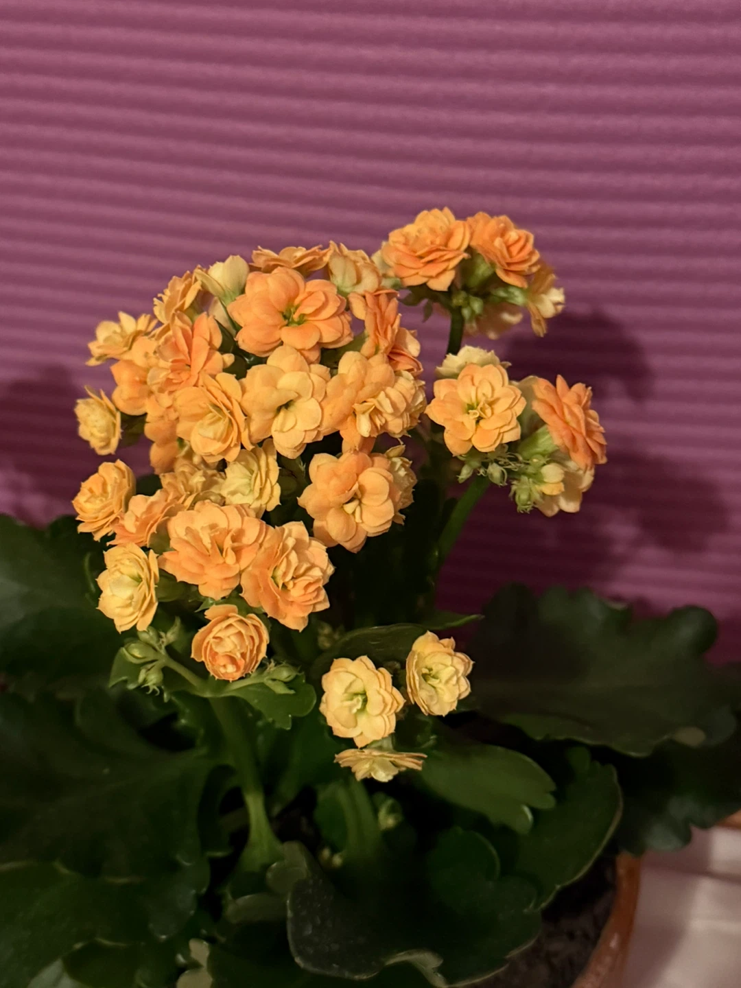 NEW✨4 fresh Flowering/Herb pot🪴 - photo 2