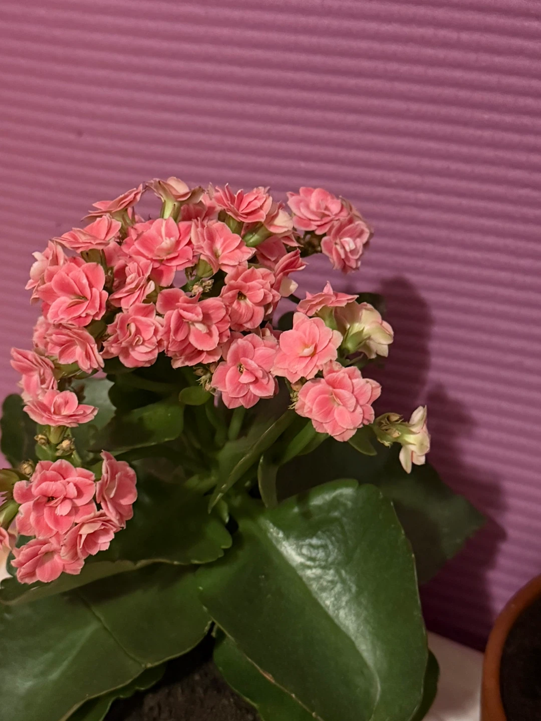 NEW✨4 fresh Flowering/Herb pot🪴 - photo 3