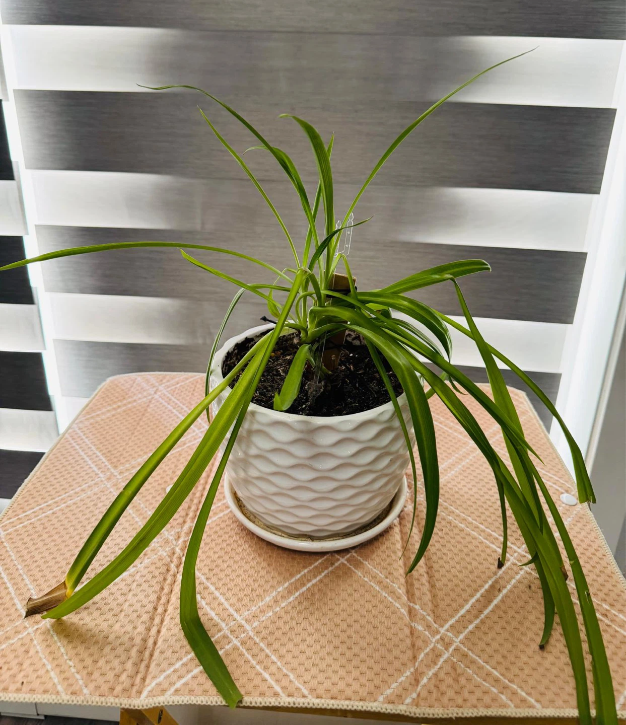 Spider Plant in White Textured Pot