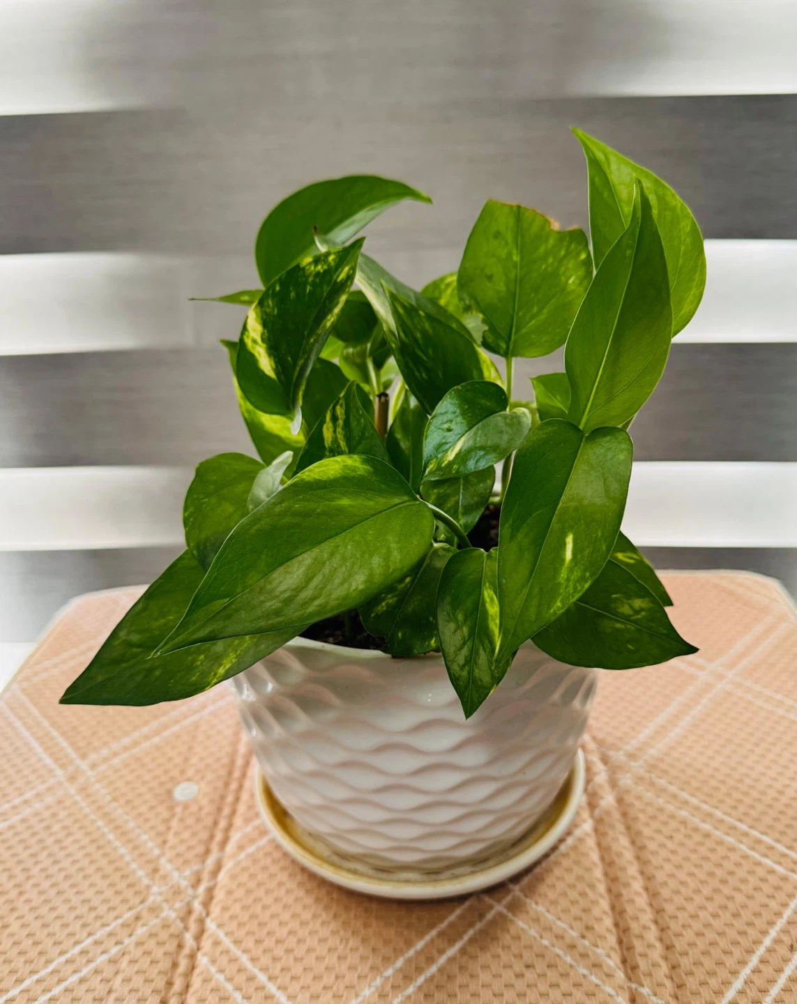 Pothos Plant in White Textured Pot