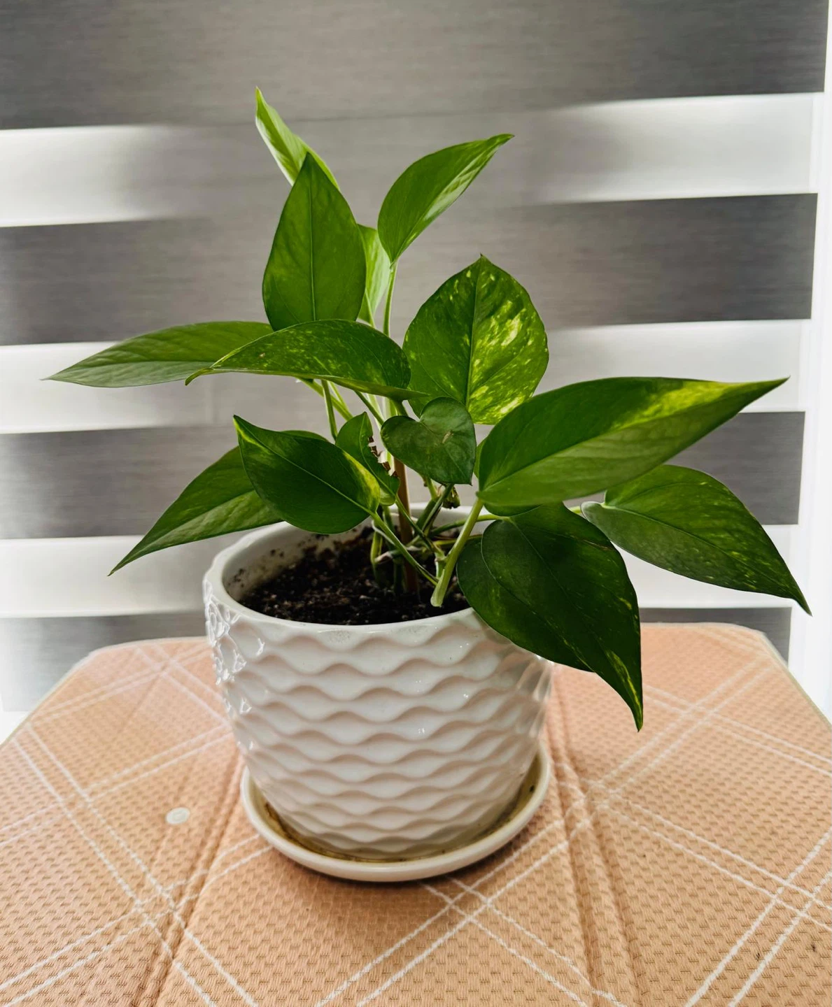 Golden Pothos Plant in White Ceramic Pot