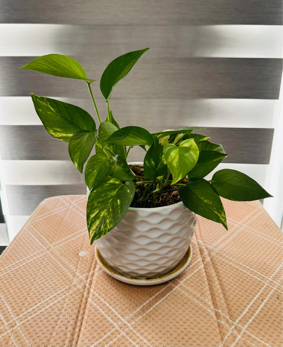 Pothos Plant in White Decorative Pot