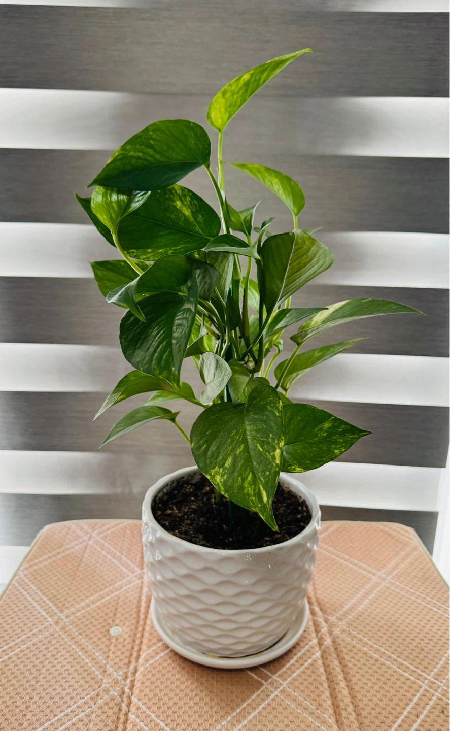 Golden Pothos Plant in White Decorative Pot