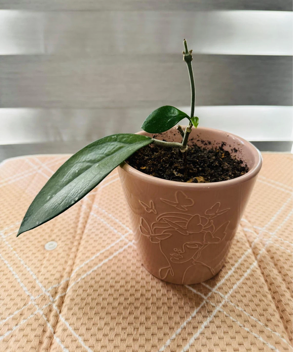 Rubber Plant in Decorative Pot