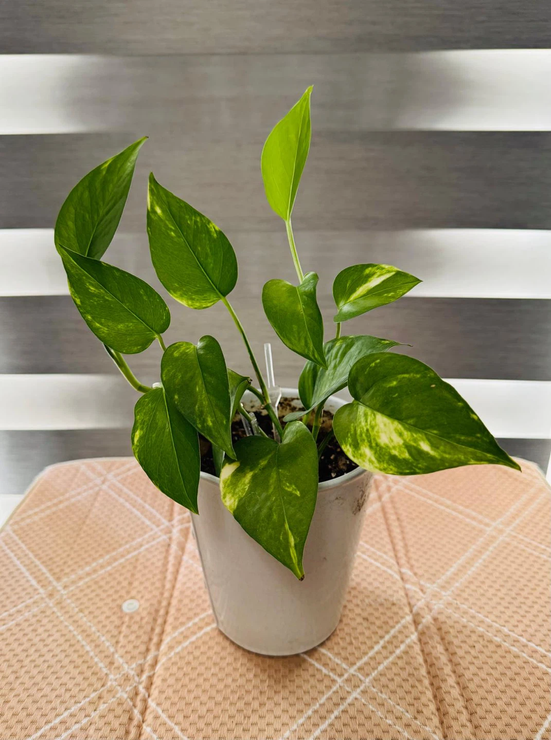 Pothos Plant